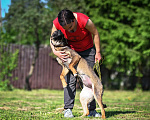 Собаки в Троицке: Каштанка ищет дом, собака-обнимака) Девочка, Бесплатно - фото 7
