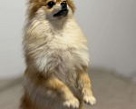 Собаки в Москве: Померанский шпиц Девочка, 35 000 руб. - фото 1