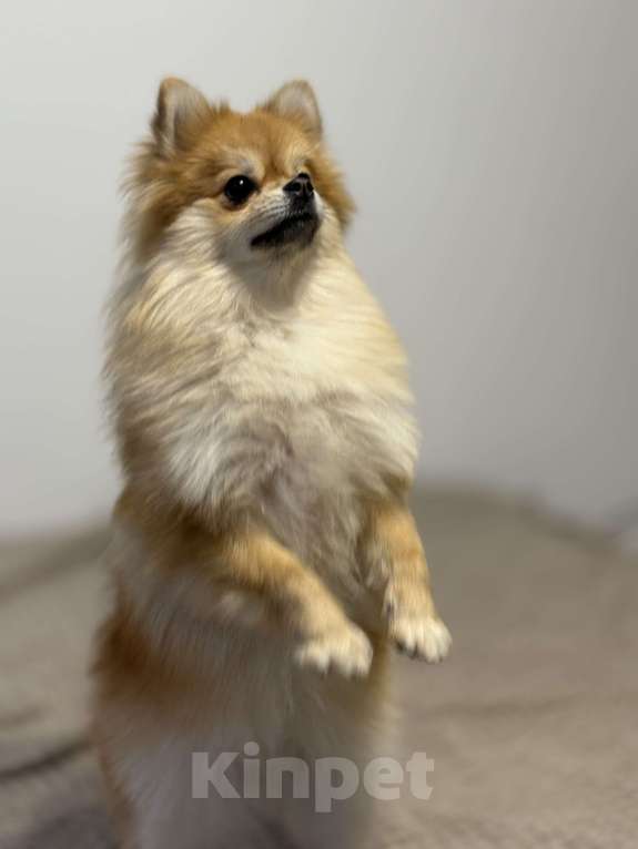 Собаки в Москве: Померанский шпиц Девочка, 35 000 руб. - фото 1