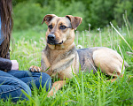 Собаки в Солнечногорске: Молодой пёсик в добрые руки Мальчик, Бесплатно - фото 6
