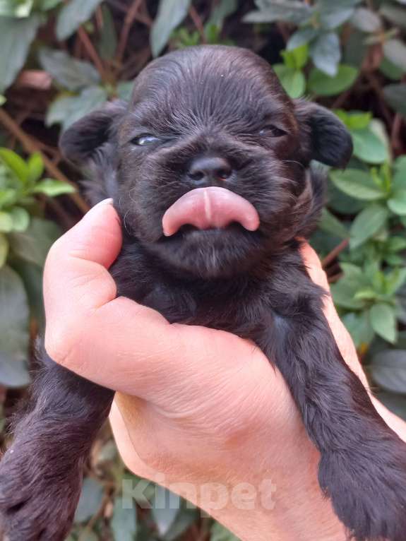 Собаки в Краснодаре: Щенки чихуахуа Девочка, Бесплатно - фото 7