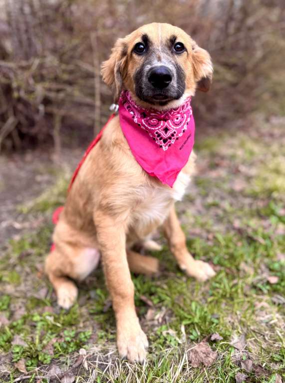 Собаки в Москве: Щенок Мия ищет дом Девочка, Бесплатно - фото 9