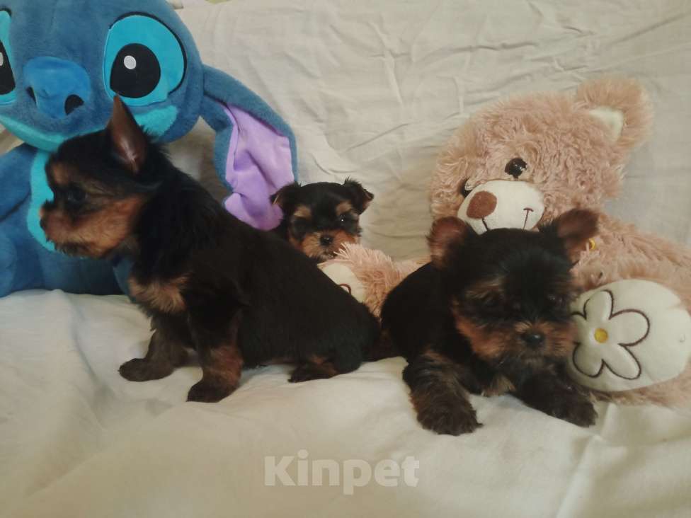 Собаки в Челябинске: Щенки йоркшеркого терьера Девочка, 25 000 руб. - фото 4