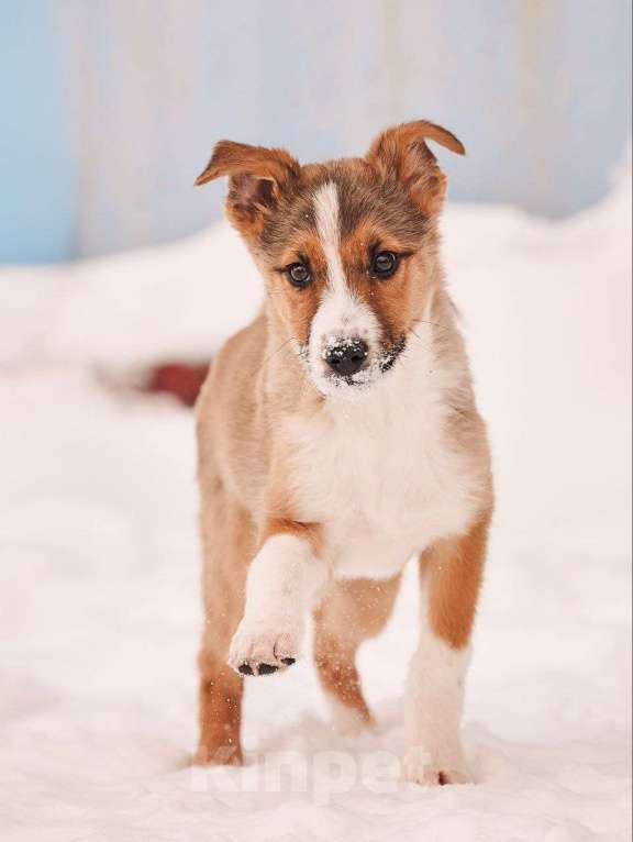 Собаки в других городах Московской области: Эден якутенок Мальчик, Бесплатно - фото 6