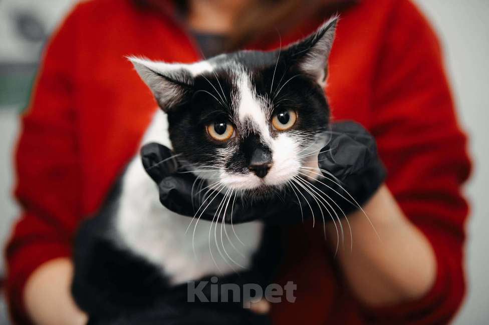 Кошки в других городах Московской области: Мадам Кюри ищет свой дом! Девочка, Бесплатно - фото 8