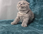Кошки в Нижнем Новгороде: Шотландские вислоухие котята Мальчик, 10 000 руб. - фото 1