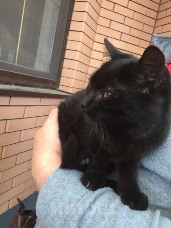 Кошки в Краснодаре: Кошечка в добрые руки Девочка, Бесплатно - фото 1