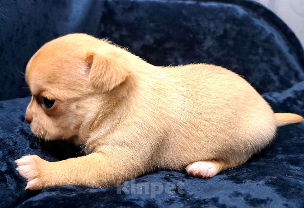 Собаки в Москве: Амур Мальчик, 40 000 руб. - фото 2