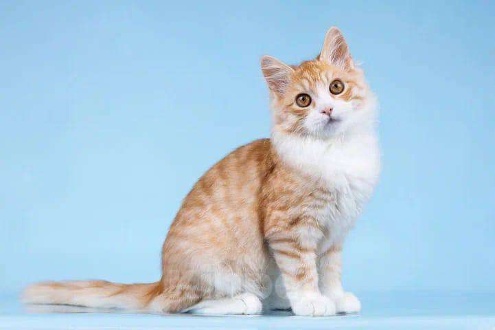 Кошки в Москве: котенок Лисичкин ищет дом Мальчик, 10 руб. - фото 3