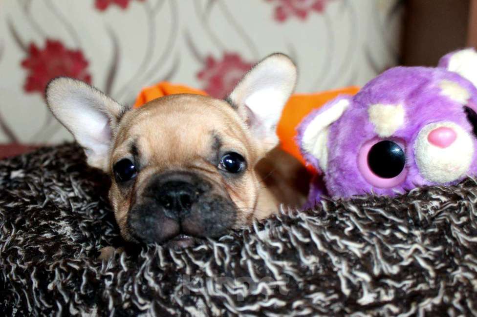 Собаки в Самаре: Истинная француженка  Девочка, 20 000 руб. - фото 3