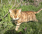 Кошки в Семенове: котик н6а вязку, 3 000 руб. - фото 3