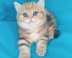 Кошки в Москве: золотой мраморный котик Мальчик, 25 000 руб. - фото 2