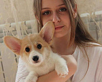 Собаки в Санкт-Петербурге: Щенок Вельш-корги Мальчик, 50 000 руб. - фото 1