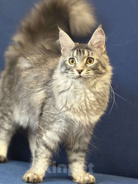 Кошки в Раменском: чудо девочка Девочка, 60 000 руб. - фото 2