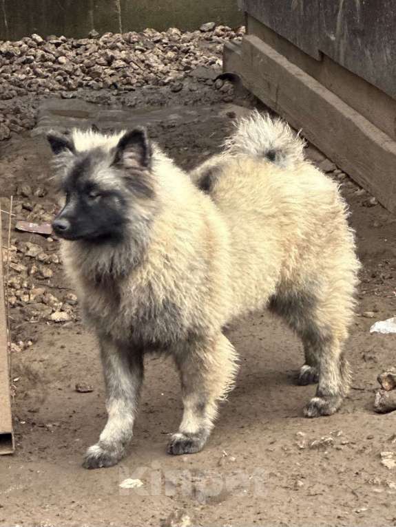 Собаки в Москве: Тайга Из Воронцовского Дворца  Девочка, 80 000 руб. - фото 4
