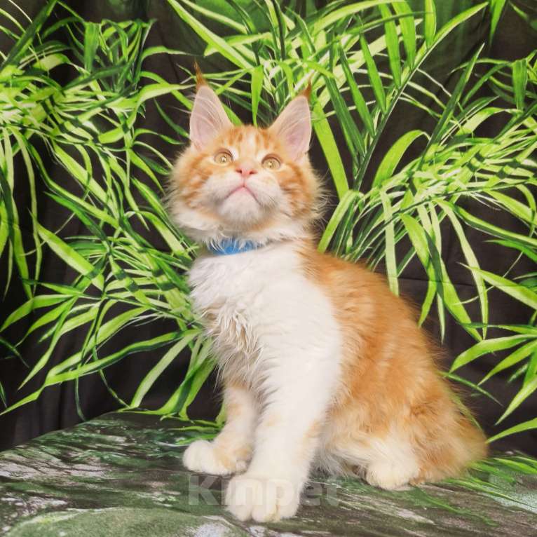 Кошки в Москве: Котёнок Мейн Кун Мальчик Мальчик, 65 000 руб. - фото 6