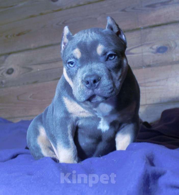 Собаки в других городах Ярославской области: Девочка-булли Девочка, 80 000 руб. - фото 3