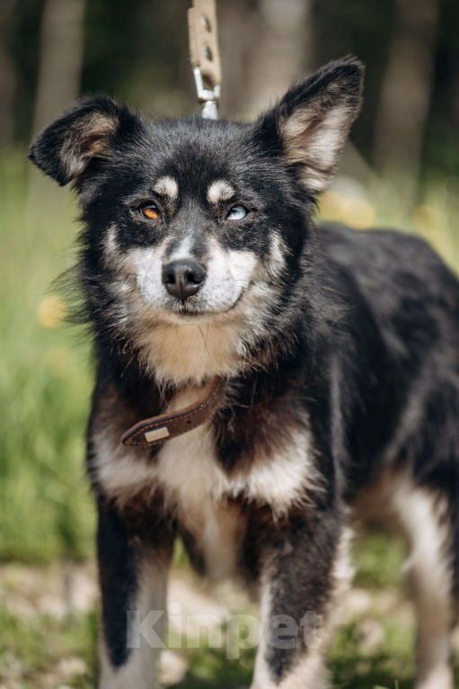 Собаки в Москве: маленькая собачка в добрые руки! Девочка, Бесплатно - фото 6