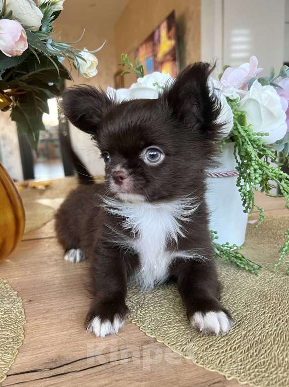 Собаки в Коломне: Барни шоколадный мальчик чихуахуа Мальчик, 55 000 руб. - фото 2