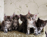 Кошки в Самаре: Котята Мейн-кун Разнополые, 20 000 руб. - фото 1