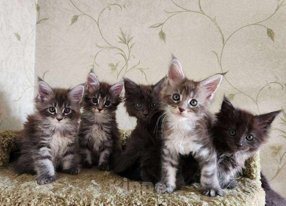 Кошки в Самаре: Котята Мейн-кун Разнополые, 20 000 руб. - фото 1