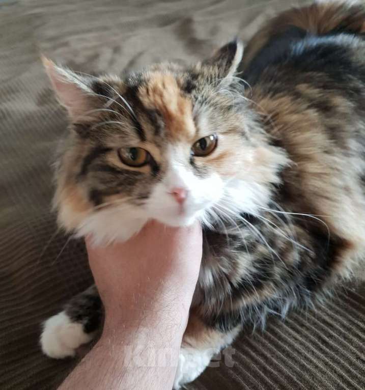 Кошки в Москве: Кошечка в добрые заботливые руки  Девочка, Бесплатно - фото 2