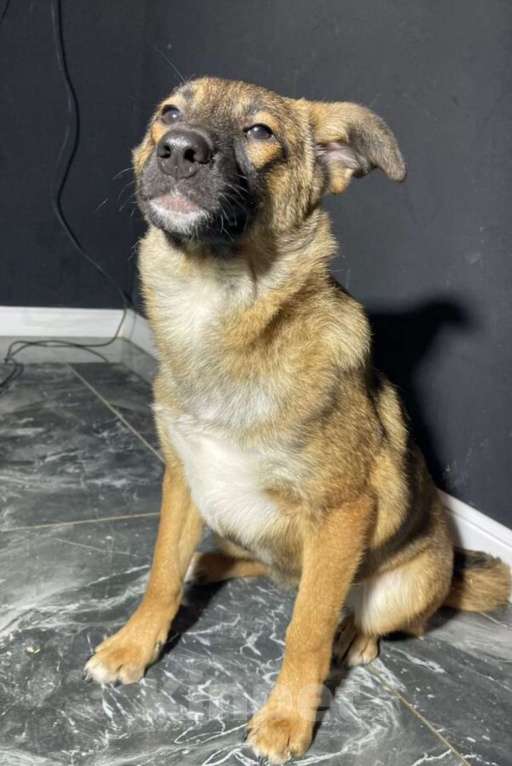 Собаки в других городах Владимирской области: Красотка Мила в добрые ручки Девочка, Бесплатно - фото 2