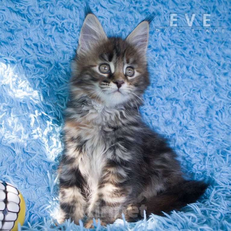 Кошки в других городах Воронежской области: Ева — мраморное чудо с шелковым характером Девочка, 50 000 руб. - фото 9