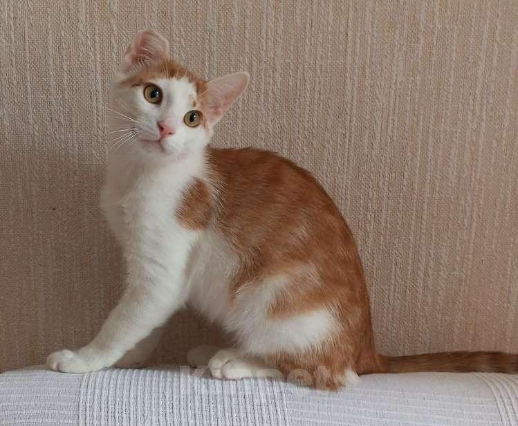 Кошки в Санкт-Петербурге: Ласковый Яша в добрые руки Мальчик, Бесплатно - фото 2