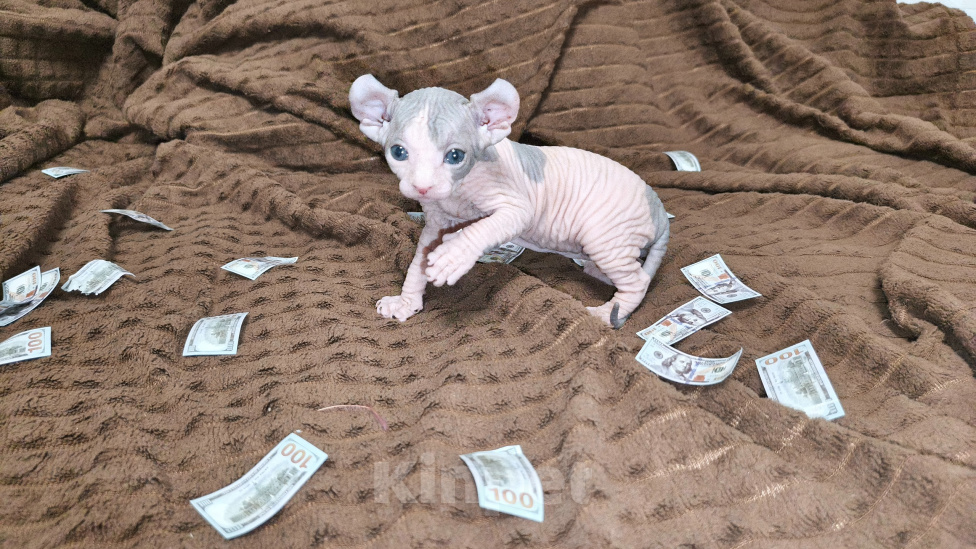 Кошки в Новошахтинске: Котята Эльф Мальчик, 15 000 руб. - фото 2