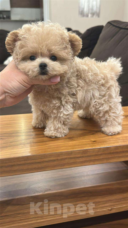 Собаки в других городах Московской области: Продажа щенка  Девочка, Бесплатно - фото 1