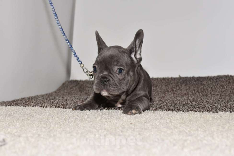 Собаки в Москве: Голубая девочка Девочка, 75 000 руб. - фото 6