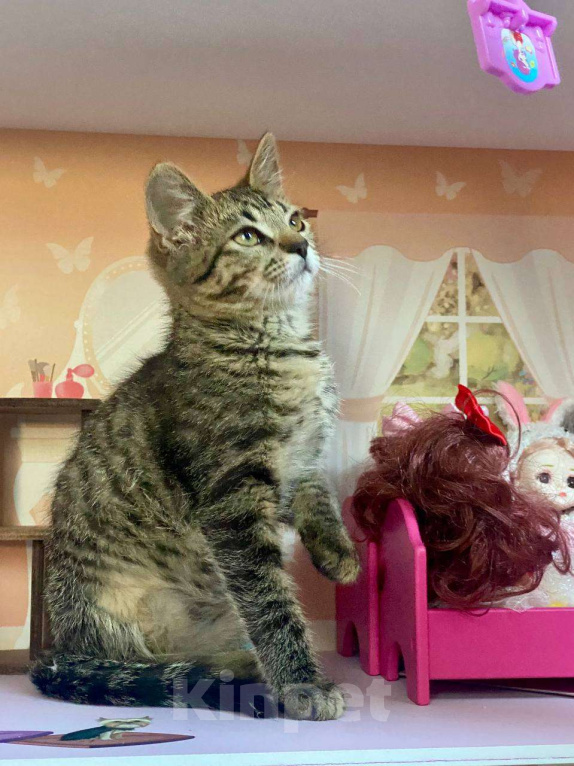 Кошки в других городах Московской области: Котенок-дачник ищет маму или папу Мальчик, Бесплатно - фото 3