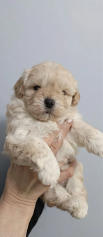 Детки мальтипу F1