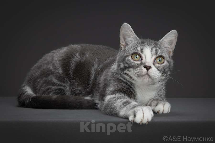 Кошки в Москве: Американская короткошерстная кошка Девочка, 70 000 руб. - фото 6