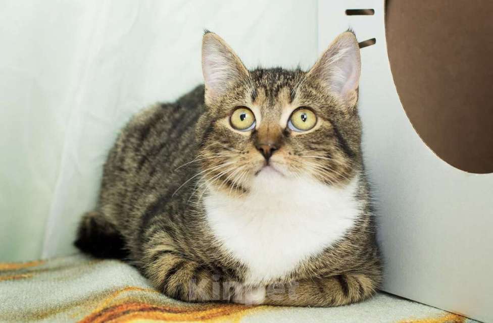 Кошки в Москве: Мия Девочка, Бесплатно - фото 1