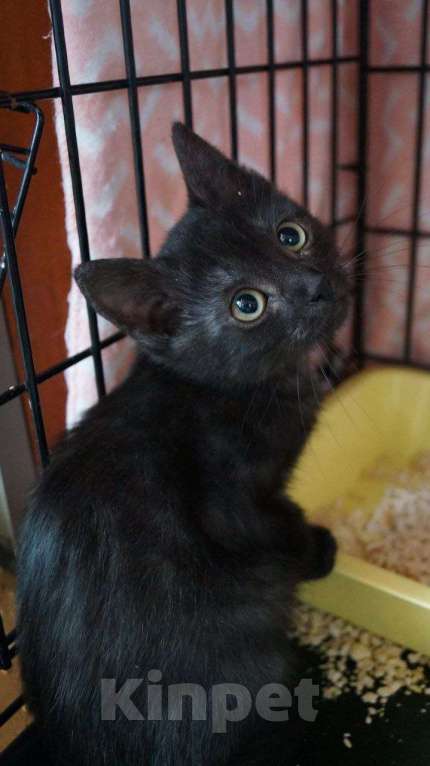 Кошки в Москве: Пенка с окрасом чёрный дым: даром Девочка, Бесплатно - фото 7