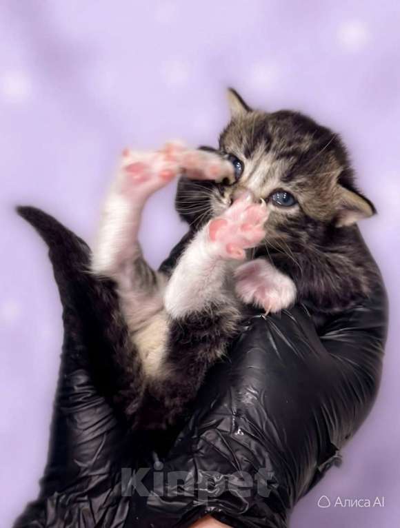 Кошки в Санкт-Петербурге: Котята мальчики под бронь! И мамочка тоже. супер ласковая. Мальчик, Бесплатно - фото 5