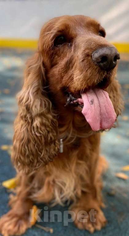 Собаки в Нижнем Новгороде: Потерялся английский кокер спаниель кобель светло коричневый Бари Мальчик, 50 000 руб. - фото 2