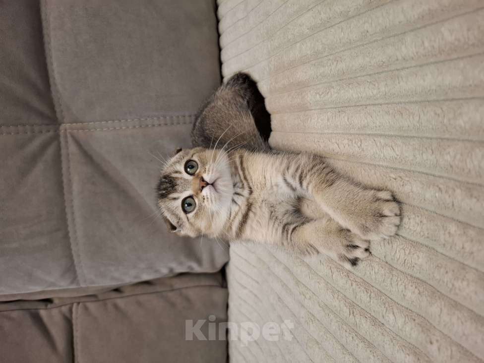 Кошки в Екатеринбурге: Шотландские котята Мальчик, 20 000 руб. - фото 3