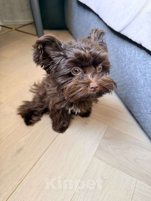 Собаки в Пятигорске: Срочно продаю мальтипу 5 месяцев ! Девочка, Бесплатно - фото 4