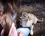 Собаки в Москве: Щеночек в добрые руки Девочка, Бесплатно - фото 9