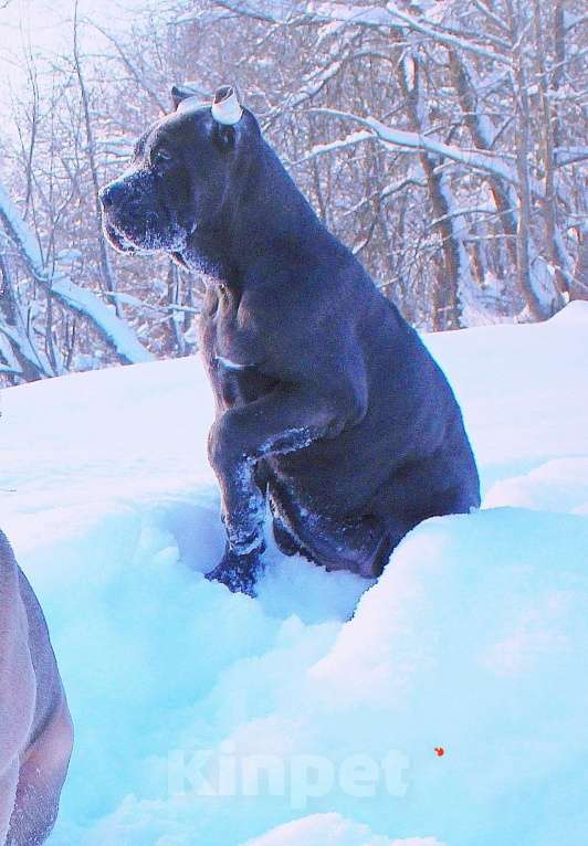 Собаки в Костроме: Два щенка кане корсо. Девочки Девочка, 60 000 руб. - фото 4