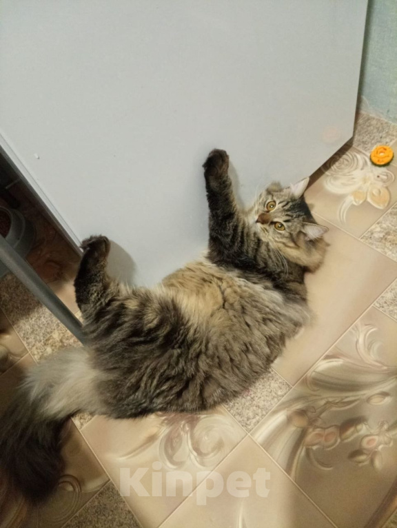 Кошки в Туле: потерялась кошечка Девочка, Бесплатно - фото 1