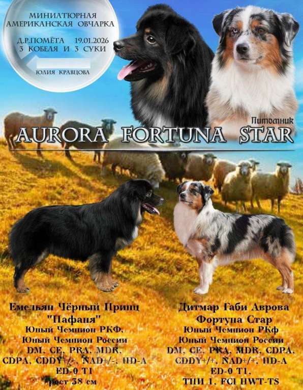 Собаки в Санкт-Петербурге: Щенок миниатюрной американской овчарки(мини аусси)- девочка Шамена Девочка, 80 000 руб. - фото 3