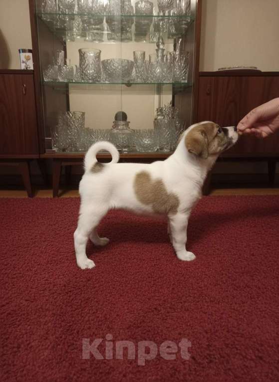 Собаки в Астрахани: Щенок бесплатно Астрахань Девочка, Бесплатно - фото 3