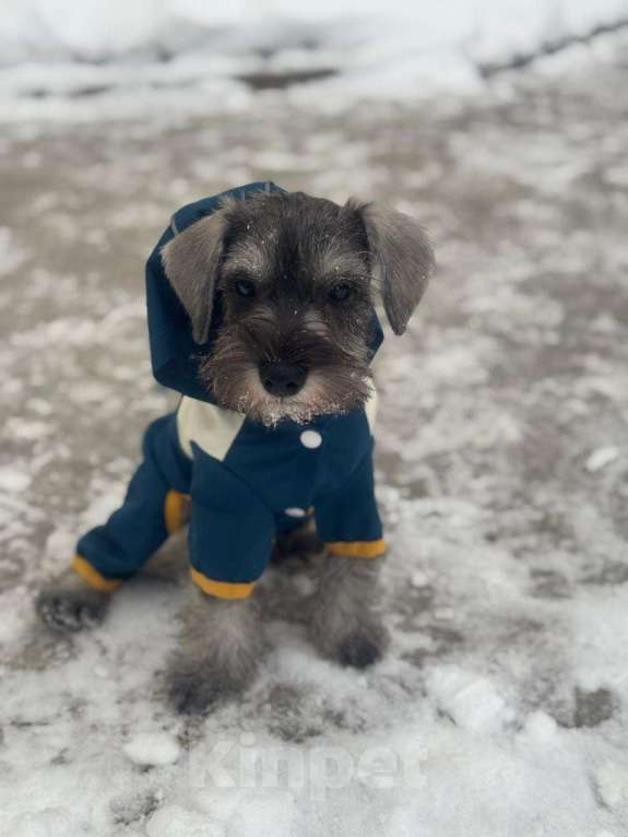 Собаки в Казани: Мальчики цвергшнауцер  Мальчик, 45 000 руб. - фото 2