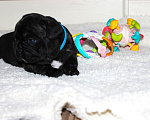 Собаки в Москве: Французский бульдог, мальчик, РКФ Мальчик, 70 000 руб. - фото 4
