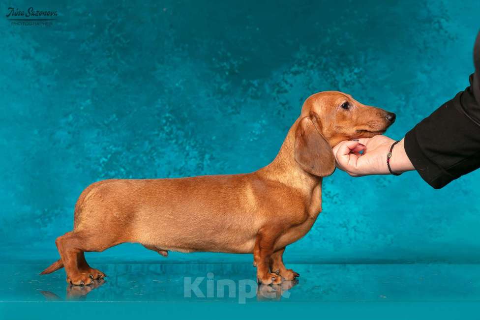 Собаки в Королеве: Породные щенки ТАКСЫ UCI. МАЛЬЧИКИ Мальчик, 55 000 руб. - фото 3