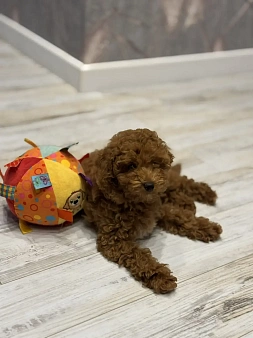 Пудель той и карликовый мальчики и девочка